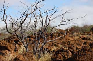 Foto, materiell, befreit, Landschaft, Bild, hat Foto auf Lager,Der Baum, der in der Lava wächst, Grün, Braun, Lava, Zweig