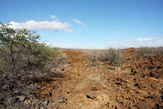 Foto, materiell, befreit, Landschaft, Bild, hat Foto auf Lager,Der Baum, der in der Lava wächst, Grün, Braun, Lava, Zweig