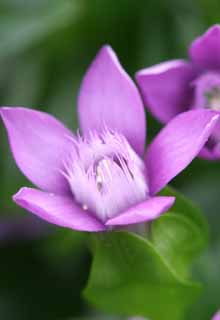 Foto, materiell, befreit, Landschaft, Bild, hat Foto auf Lager,Gentian blüht, gentiflower, schön, , wildes Gras