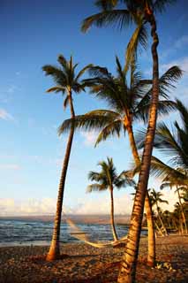 Foto, materiell, befreit, Landschaft, Bild, hat Foto auf Lager,Hängematte Hawaii Insel, , , , 