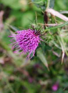 Foto, materiell, befreit, Landschaft, Bild, hat Foto auf Lager,Distelblume, Distel, , , purpurähnlich rot