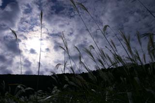 Foto, materiell, befreit, Landschaft, Bild, hat Foto auf Lager,Fein legte tiefgründiges silbernes Gras ab, versilbern Sie Gras, , , Weideland