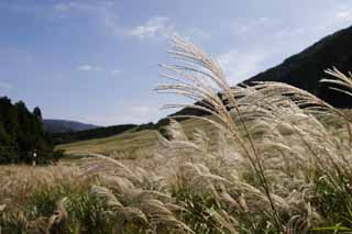 Foto, materiell, befreit, Landschaft, Bild, hat Foto auf Lager,Versilbern Sie Gras, versilbern Sie Gras, , , Weideland