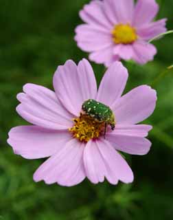 Foto, materiell, befreit, Landschaft, Bild, hat Foto auf Lager,Köstlicher Kosmos , grün, Käfer, Pollen, rosa