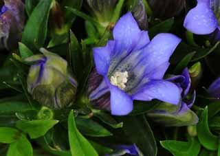 Foto, materiell, befreit, Landschaft, Bild, hat Foto auf Lager,Gentian blüht, gentiflower, , , 