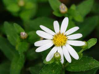 Foto, materiell, befreit, Landschaft, Bild, hat Foto auf Lager,Weiße Blume, weiß, Hakone, , 