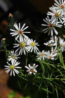 Foto, materiell, befreit, Landschaft, Bild, hat Foto auf Lager,Weiße Blumen, weiß, Hakone, , 