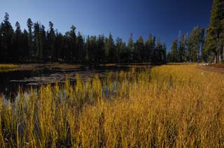 Foto, materiell, befreit, Landschaft, Bild, hat Foto auf Lager,Oase in trockenem Plateau, Baum, Teich, Wald, Grass