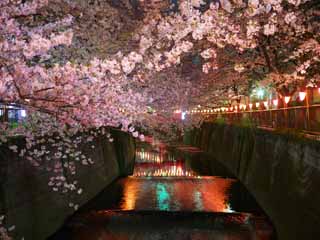 Foto, materiell, befreit, Landschaft, Bild, hat Foto auf Lager,Meguro Fluss von Kirschblüten, , , , 