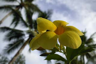 Foto, materiell, befreit, Landschaft, Bild, hat Foto auf Lager,Der Himmel eines frangipani, frangipani, Gelb, Blütenblatt, 