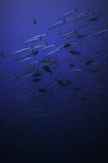 Foto, materiell, befreit, Landschaft, Bild, hat Foto auf Lager,Ein barracuda des tiefen Meeres, barracuda, Großer barracuda, Die Schule des Fisches, Das Meer