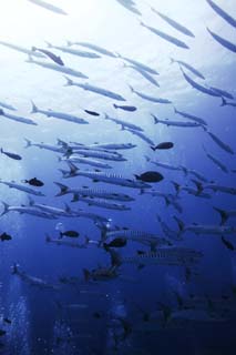 Foto, materiell, befreit, Landschaft, Bild, hat Foto auf Lager,Eine Schule für barracuda, Das Meer, Großer barracuda, barracuda, Die Schule des Fisches