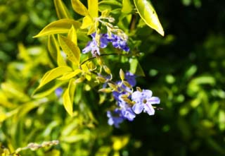 Foto, materiell, befreit, Landschaft, Bild, hat Foto auf Lager,Ein südlicher Landblümchen, Blümchen, Bläuliches Violett, Die tropische Zone, südliches Land