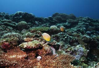 Foto, materiell, befreit, Landschaft, Bild, hat Foto auf Lager,Tropischer Fisch eines korallenen Riffes, korallenes Riff, Koralle, Im Meer, Unterwasserfoto