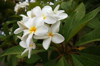 Foto, materiell, befreit, Landschaft, Bild, hat Foto auf Lager,Eine Blume eines frangipani, frangipani, Die tropische Zone, Blume, Weiß