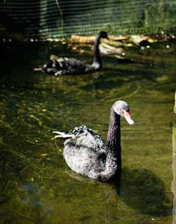 Foto, materiell, befreit, Landschaft, Bild, hat Foto auf Lager,Schwarzer Vogel, , , , 