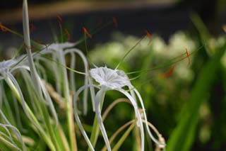 Foto, materiell, befreit, Landschaft, Bild, hat Foto auf Lager,Eine weiße Blume, Weiß, Blume, , Blütenblatt