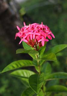 Foto, materiell, befreit, Landschaft, Bild, hat Foto auf Lager,Ein roter Blümchen, Ich bin tief rot, Blume, , Blütenblatt