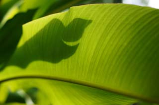 Foto, materiell, befreit, Landschaft, Bild, hat Foto auf Lager,Bildschirm eines tropischen großen Blattes, Banane, Blatt, Silhouette, Die tropische Zone