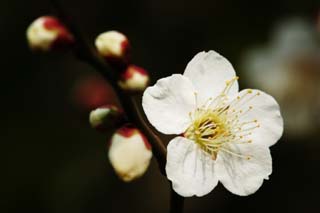 Foto, materiell, befreit, Landschaft, Bild, hat Foto auf Lager,Eine Blume einer Pflaume, Weiß, Pflaume, , Blütenblatt