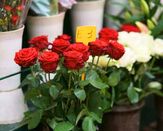 Foto, materiell, befreit, Landschaft, Bild, hat Foto auf Lager,Die Rosen verkaufen auf einer Straße Ecke, , , , 