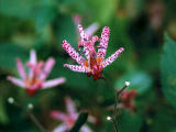 Foto, materiell, befreit, Landschaft, Bild, hat Foto auf Lager,Toadlily-Blumen, , , , 