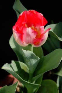 Foto, materiell, befreit, Landschaft, Bild, hat Foto auf Lager,Tulip, die blüht, , Tulpe, Blütenblatt, Topfpflanze