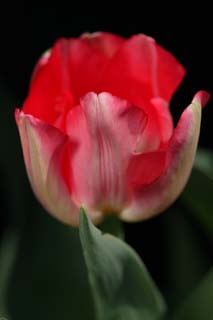 Foto, materiell, befreit, Landschaft, Bild, hat Foto auf Lager,Ein winziges Blütenblatt, , Tulpe, Blütenblatt, Topfpflanze