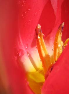 Foto, materiell, befreit, Landschaft, Bild, hat Foto auf Lager,Der Palast purpurroten Frühlings, , Tulpe, , Tropfen von Wasser