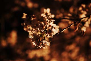 Foto, materiell, befreit, Landschaft, Bild, hat Foto auf Lager,Ein Gehen, um Kirschenblüten bei Nachtsilhouette zu sehen, Kirschenbaum, , , Das Gehen, bei Nacht Kirschenblüten zu sehen