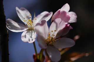 Foto, materiell, befreit, Landschaft, Bild, hat Foto auf Lager,Der Kirschenbaum, der in Sonnenlicht müßig ist, Rosa, Kirschenbaum, , 