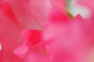 Foto, materiell, befreit, Landschaft, Bild, hat Foto auf Lager,Liebe für liebe Erbse, Rosa, Liebe Erbse, liebe Erbse, Blütenblatt