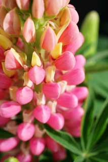 Foto, materiell, befreit, Landschaft, Bild, hat Foto auf Lager,Frühling eines Lupine, Lupine, Rosa, Knospe, Blütenblatt