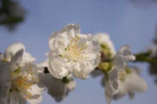 Foto, materiell, befreit, Landschaft, Bild, hat Foto auf Lager,Eine weiße Blüte des Frühlings, In Frühling, Weiß, Blume, Staubblatt