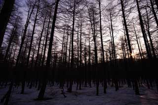 Foto, materiell, befreit, Landschaft, Bild, hat Foto auf Lager,Bäume der Morgenglut, Die Morgenglut, Zweig, Silhouette, Indigopflanze