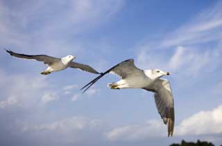 Foto, materiell, befreit, Landschaft, Bild, hat Foto auf Lager,Ein Flügel einer Möwe, Möwe, , , Flug