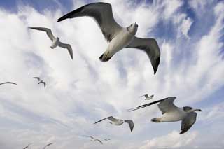 Foto, materiell, befreit, Landschaft, Bild, hat Foto auf Lager,Es ist ein Möwenhoch im Himmel, Möwe, , , Flug