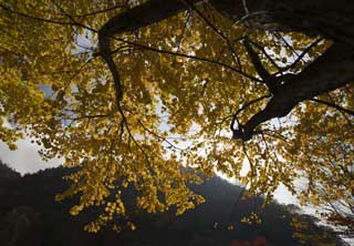 Foto, materiell, befreit, Landschaft, Bild, hat Foto auf Lager,Die farbigen Blätter, die ich gelb bin, und Glanz, Gelb, Ahorn, Backlight, Die Sonne