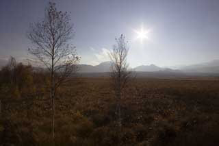 Foto, materiell, befreit, Landschaft, Bild, hat Foto auf Lager,Senjogahara in spätem Sturz, grasbedeckte Ebene, , Weiße Birke, blauer Himmel