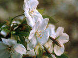 Foto, materiell, befreit, Landschaft, Bild, hat Foto auf Lager,Nahaufnahme der Kirsche blüht, Kirschenblüte, , , 