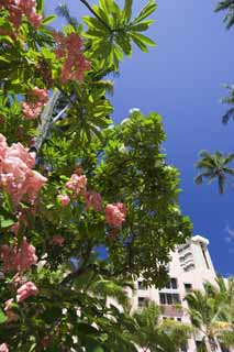 Foto, materiell, befreit, Landschaft, Bild, hat Foto auf Lager,Eine hawaiianische Blume, Blume, Die tropische Zone, Ich bin grün, blauer Himmel