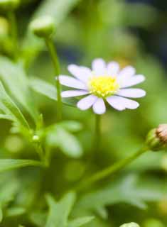 Foto, materiell, befreit, Landschaft, Bild, hat Foto auf Lager,Ein leichter purpurroter Blümchen, Leichter Purpur, Blume, , 