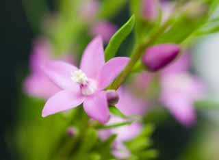 Foto, materiell, befreit, Landschaft, Bild, hat Foto auf Lager,Ein rosa Blümchen, Rosa, Blümchen, , 