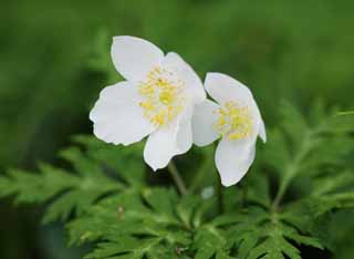 Foto, materiell, befreit, Landschaft, Bild, hat Foto auf Lager,Anemonen nikoensis, Anemonen nikoensis, , weiße Blüte, 