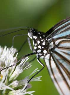 Foto, materiell, befreit, Landschaft, Bild, hat Foto auf Lager,Eine Mahlzeit eines Schmetterlinges, Schmetterling, , , 