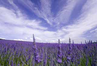 Foto, materiell, befreit, Landschaft, Bild, hat Foto auf Lager,Ein Lavendel, Lavendel, Blumengarten, Bläuliches Violett, Herb