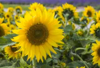 Foto, materiell, befreit, Landschaft, Bild, hat Foto auf Lager,Ein Sonnenblumenfeld, Sonnenblume, , , Gelb