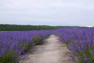 Foto, materiell, befreit, Landschaft, Bild, hat Foto auf Lager,Ein Weg eines Lavendelfeldes, Lavendel, Blumengarten, Bläuliches Violett, Herb