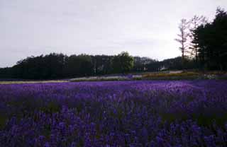 Foto, materiell, befreit, Landschaft, Bild, hat Foto auf Lager,Ein Lavendelfeld der Dämmerung, Lavendel, Blumengarten, Bläuliches Violett, Herb