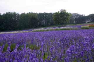 Foto, materiell, befreit, Landschaft, Bild, hat Foto auf Lager,Ein Lavendelfeld der Dämmerung, Lavendel, Blumengarten, Bläuliches Violett, Herb